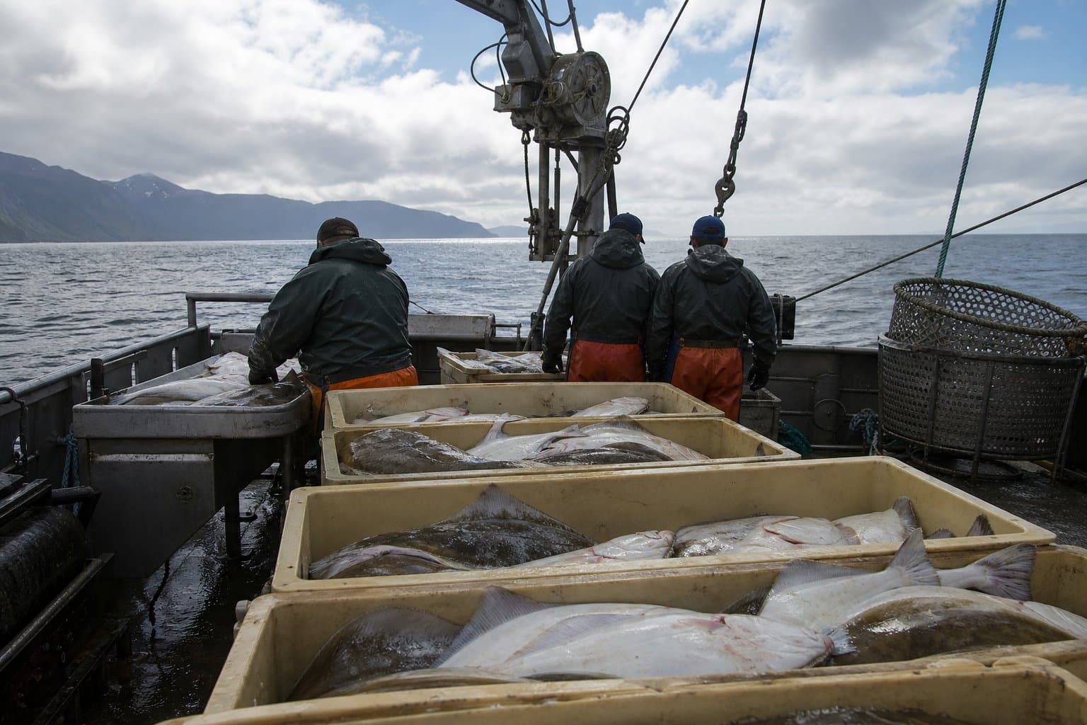 Cover image for article: A halibut-bycatch report is dropped for the Bering Sea's biggest bycatch fleet